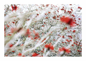 Peter Ginter Photography - FineArt-Print - Coral Tree - New Zealand Photo