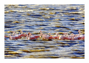Peter Ginter Photography - FineArt-Print - Flamingos - Southern Argentina